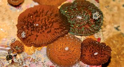 Oval Mushroom Coral