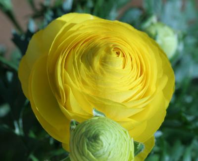 Layers of a Yellow Ranunculus