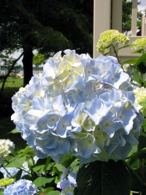 Blue Hydrangea