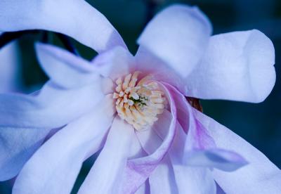 Magnolia Stellata