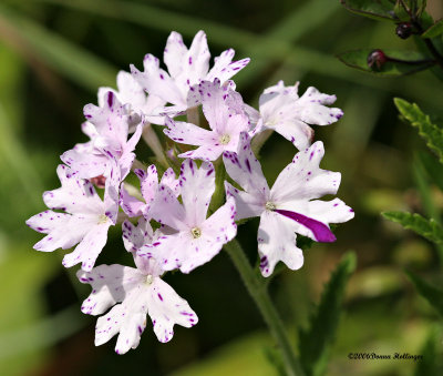 Verbena