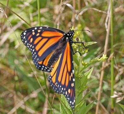 An almost drunk Monarch