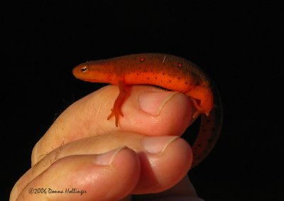 Red eft and Ric's finger