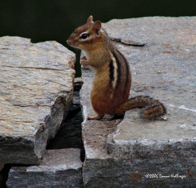 Chipmunk with some fur missing