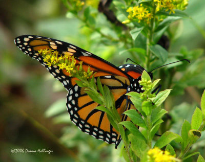 Monarch Butterfly