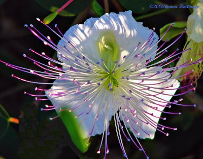 Caper flower