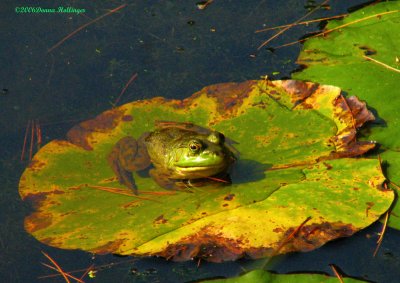 Bullfrog on a lily pad