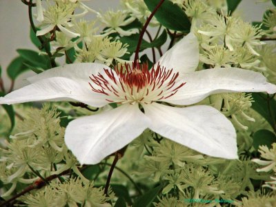 Clematis on clematis