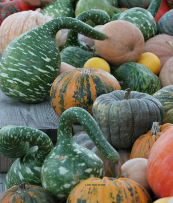 Goosenecked Gourds