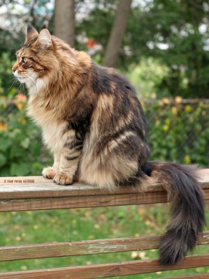 Visitor Maine Coon Cat