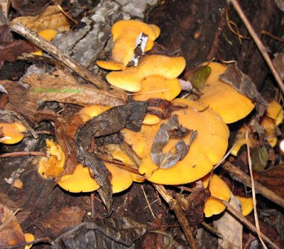 Quite yellow mushrooms