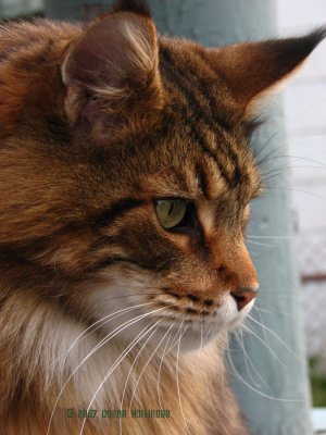 Augie, Maine Coon Cat