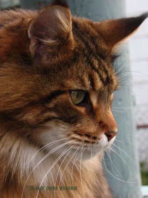 Augie,   Maine Coon Cat