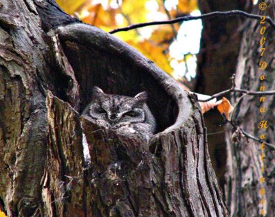 Sleeping Screech Owl
