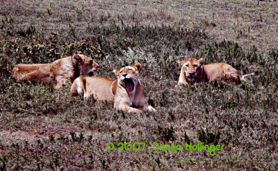 YAWN!  Three Lions