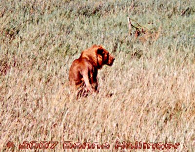 Male Lion on the Serengeti Plain