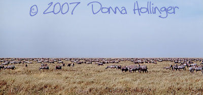 Horizon with Zebra Herd