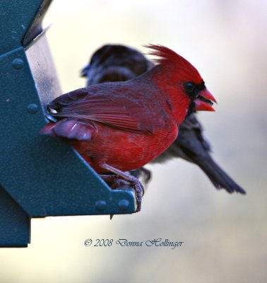 Male Cardinal on the feeder