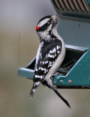 Downy Woodpecker