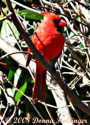 Cardinal