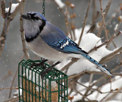 Very Blue Jay