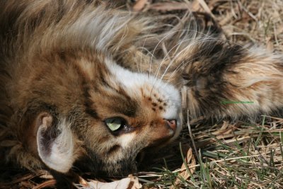 Augie, Maine Coon