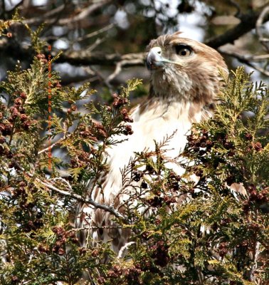 Red Tailed Hawk