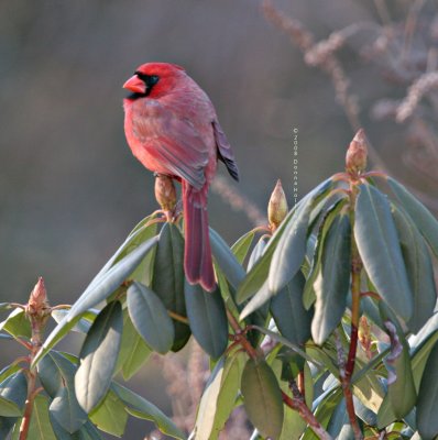 Male cardinal with blue tipped feathers