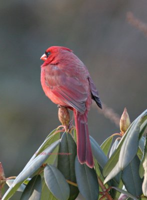 Scrunched up Cardinal , Crest down