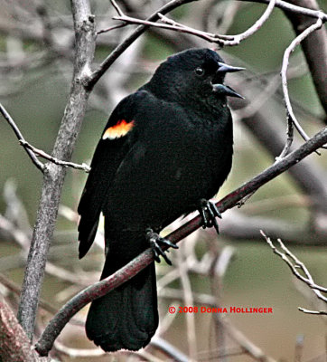 Red-winged Blackbird Calling