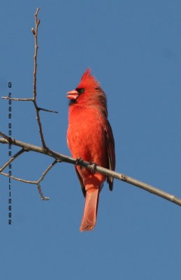 Singing Male Cardinal