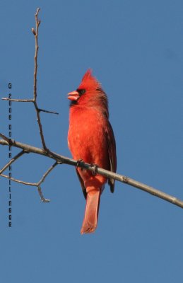 Singing Male Cardinal
