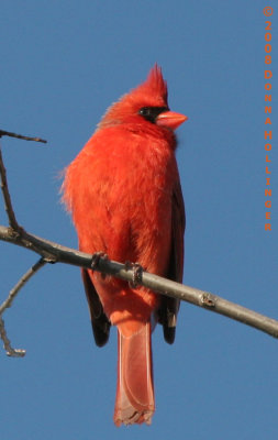 Profile Male Cardinal