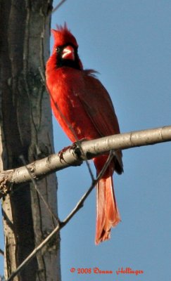 Turning Cardinal