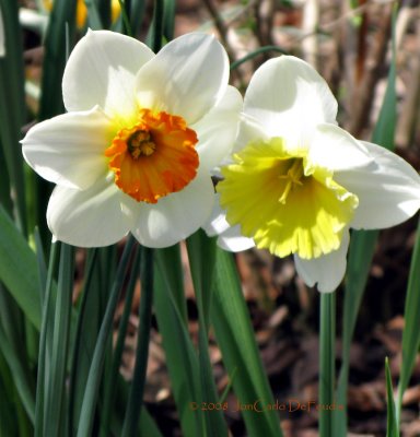 2 Daffodils