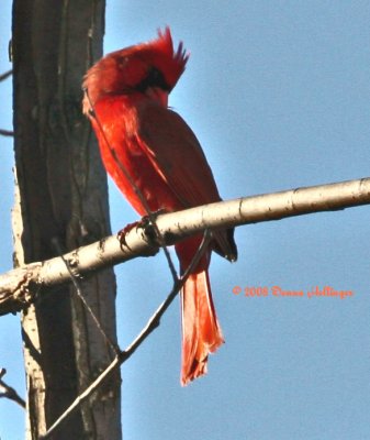 Cardinal Preening