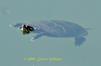 Painted Turtle Dangling in the Pond