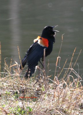 Red Winged Black Bird Defending His Territory