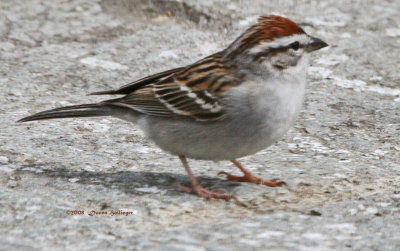 Chipping Sparrow Visiting the Terrace