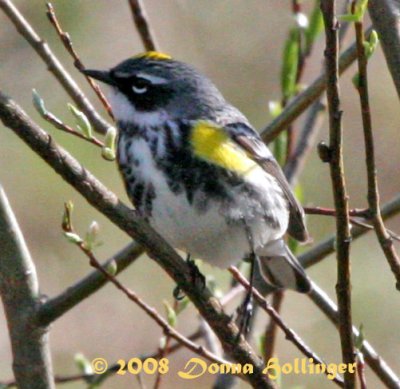 Myrtle Warbler