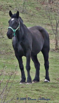 Black Horse at Rose's Farm