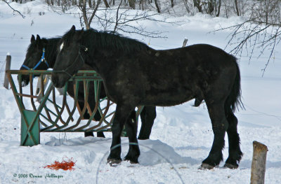 Eating hay in the snow