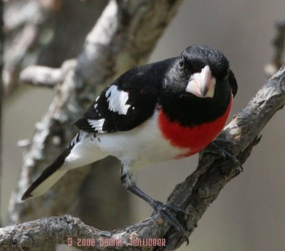 Rose Breasted Grosbeak