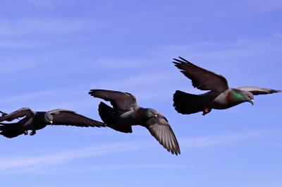 Pigeons in flight