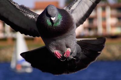 Tangled with fishing line