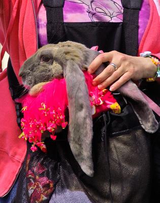 Rabbit in a bag