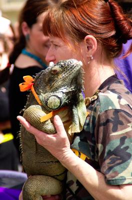 One huge iguana