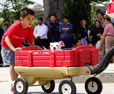 Pup in wagon