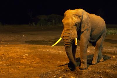 Portrait of An Elephant