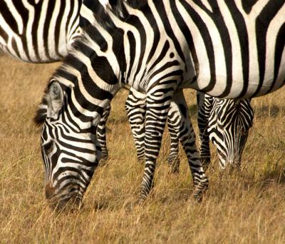 g3/65/462465/3/53430725.CRW_6389.G.Zebra.Confuse.jpg